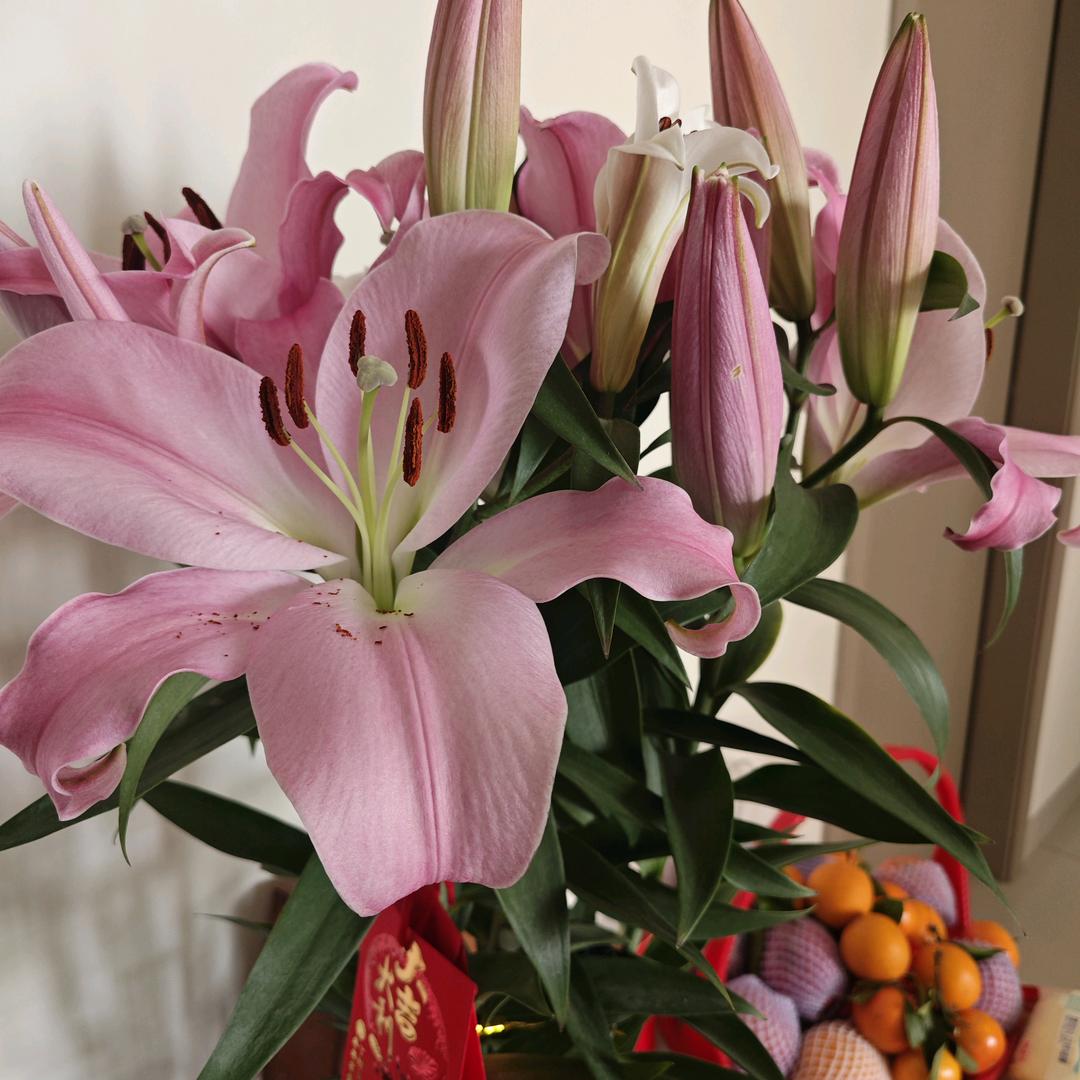 ☀️喜上眉梢🍎🌶🐮