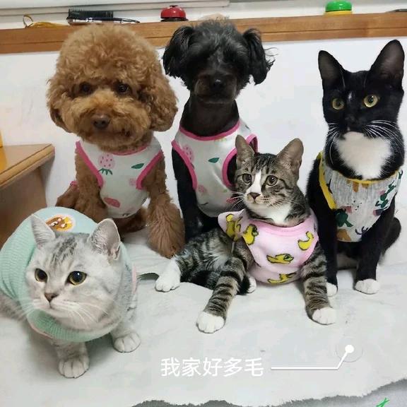 我家好多毛吖