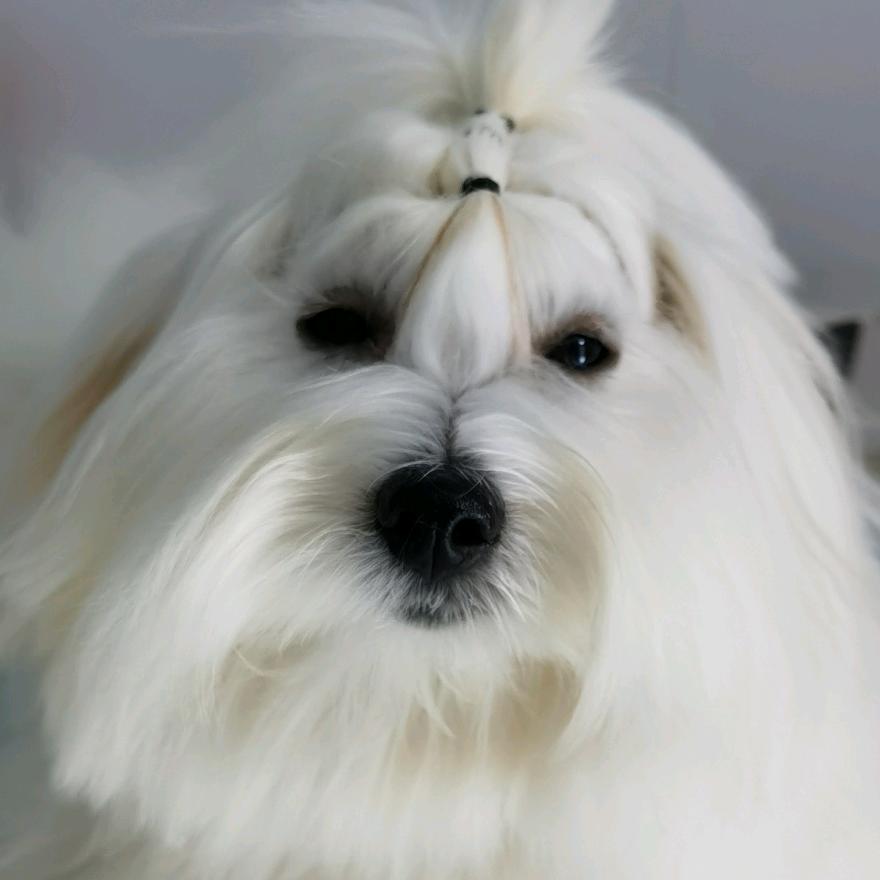 养面纱犬的喵姐