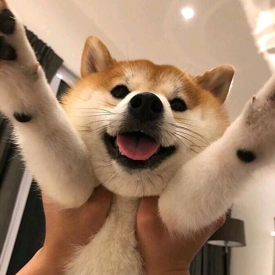 一只柴犬•᷄ࡇ•᷅