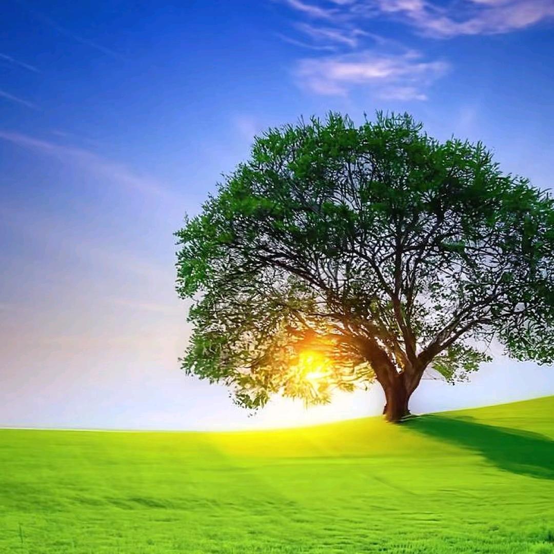 ( ö̆ ) 山河为家