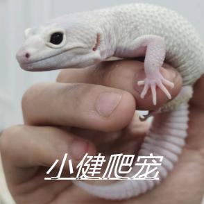 小健爬宠