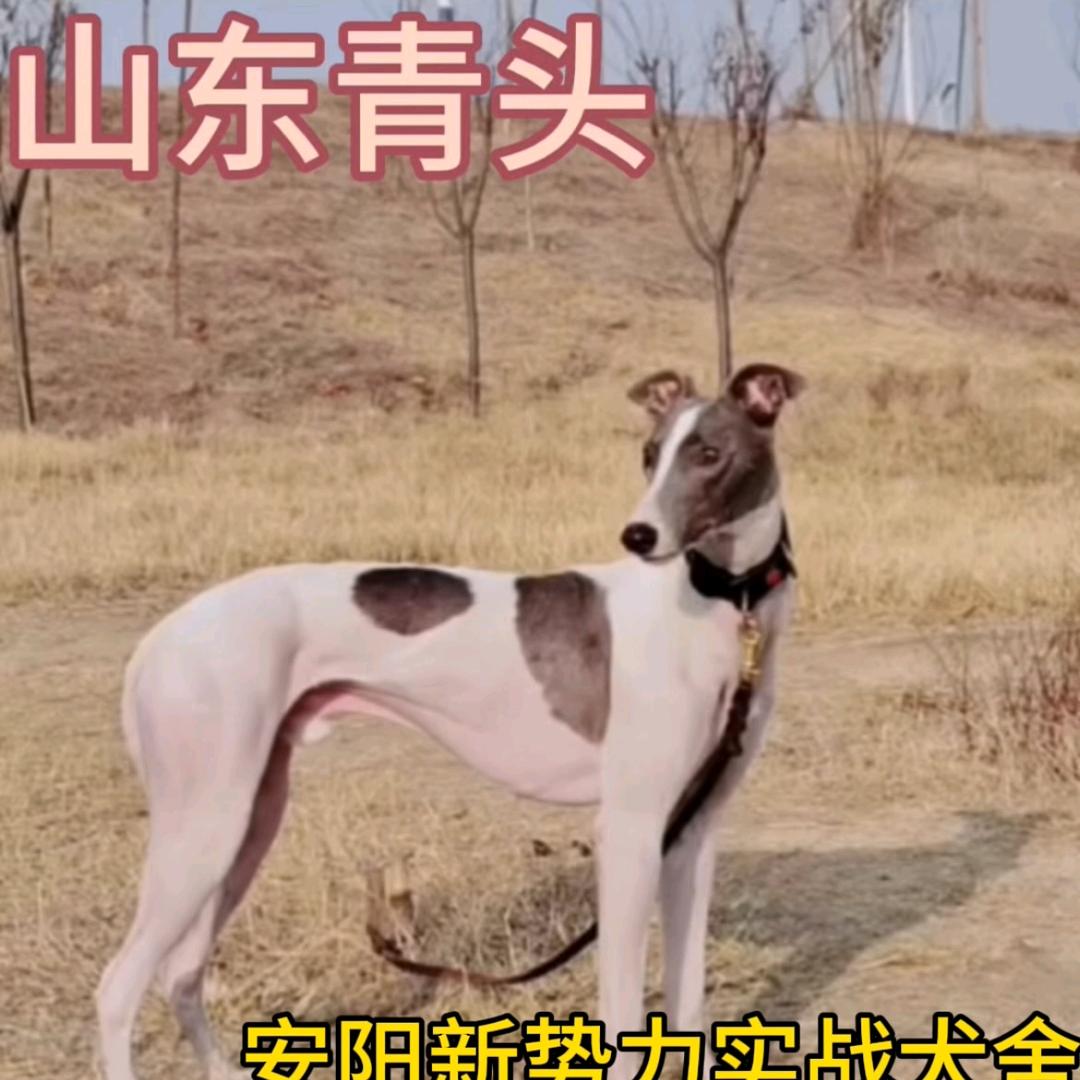 新势力实战犬舍