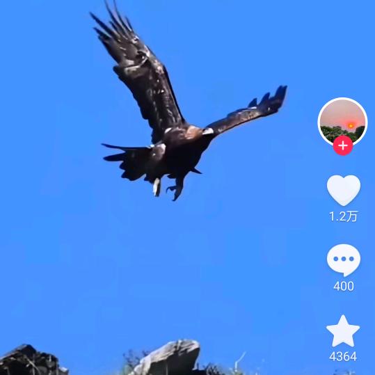 自由飞翔