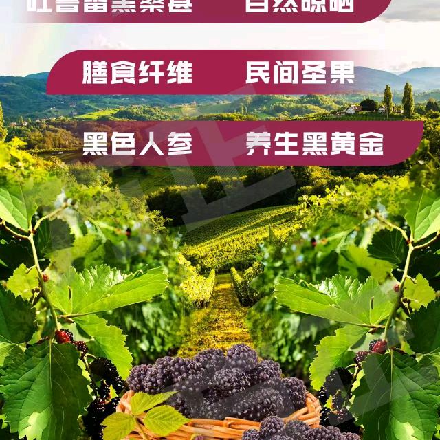 新疆吐鲁番桑椹干果园