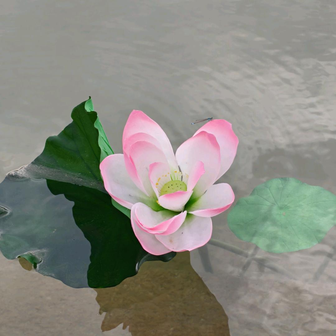 Aaa重庆波尔皮专修小苏
