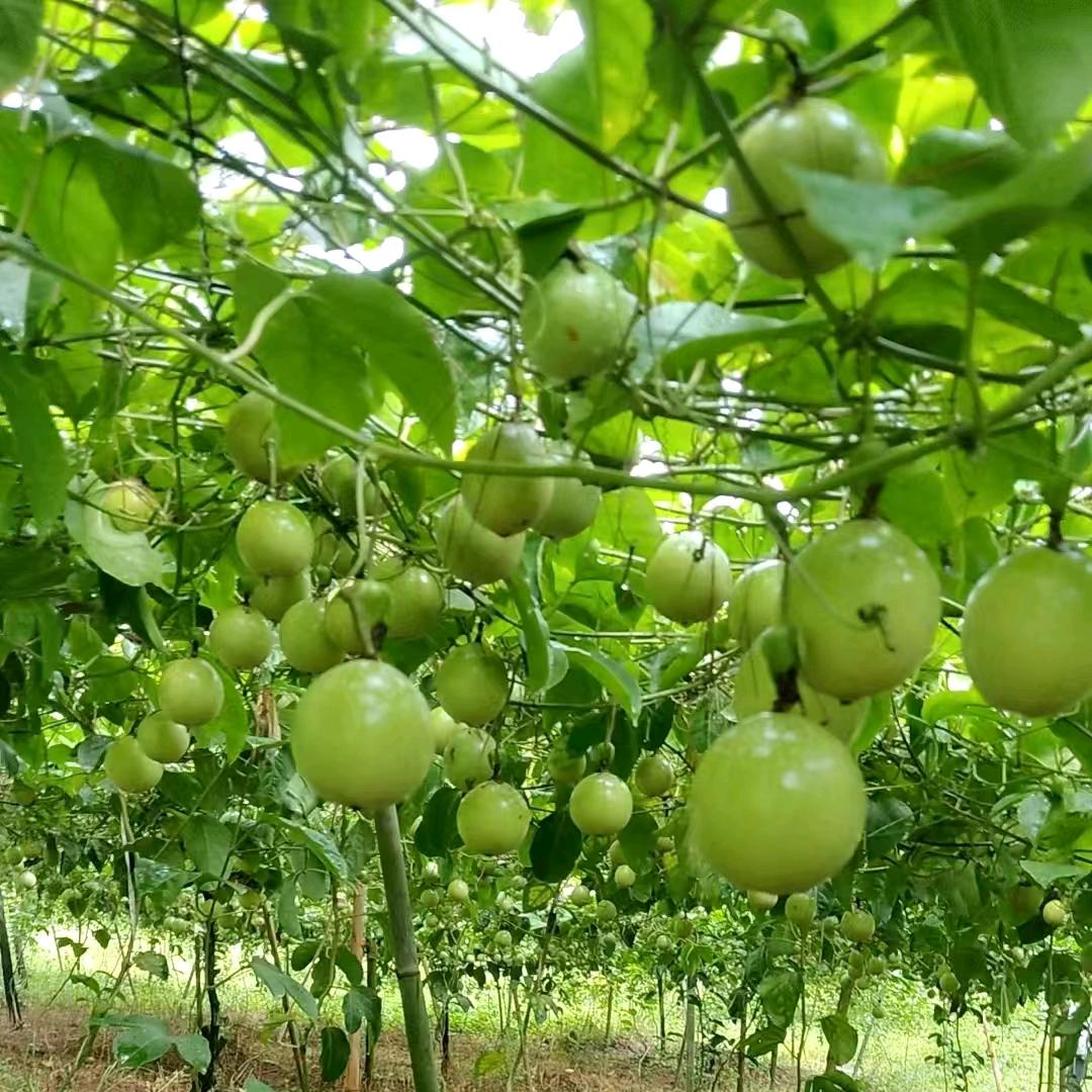 爱吃百香果