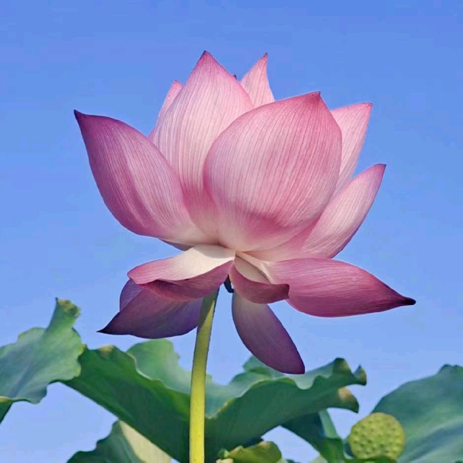 阿薇
