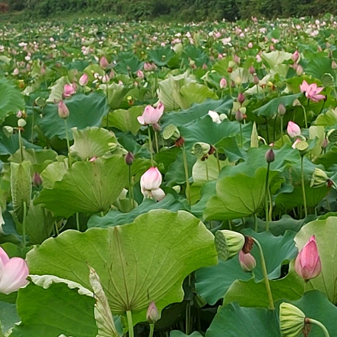时光不老🌻