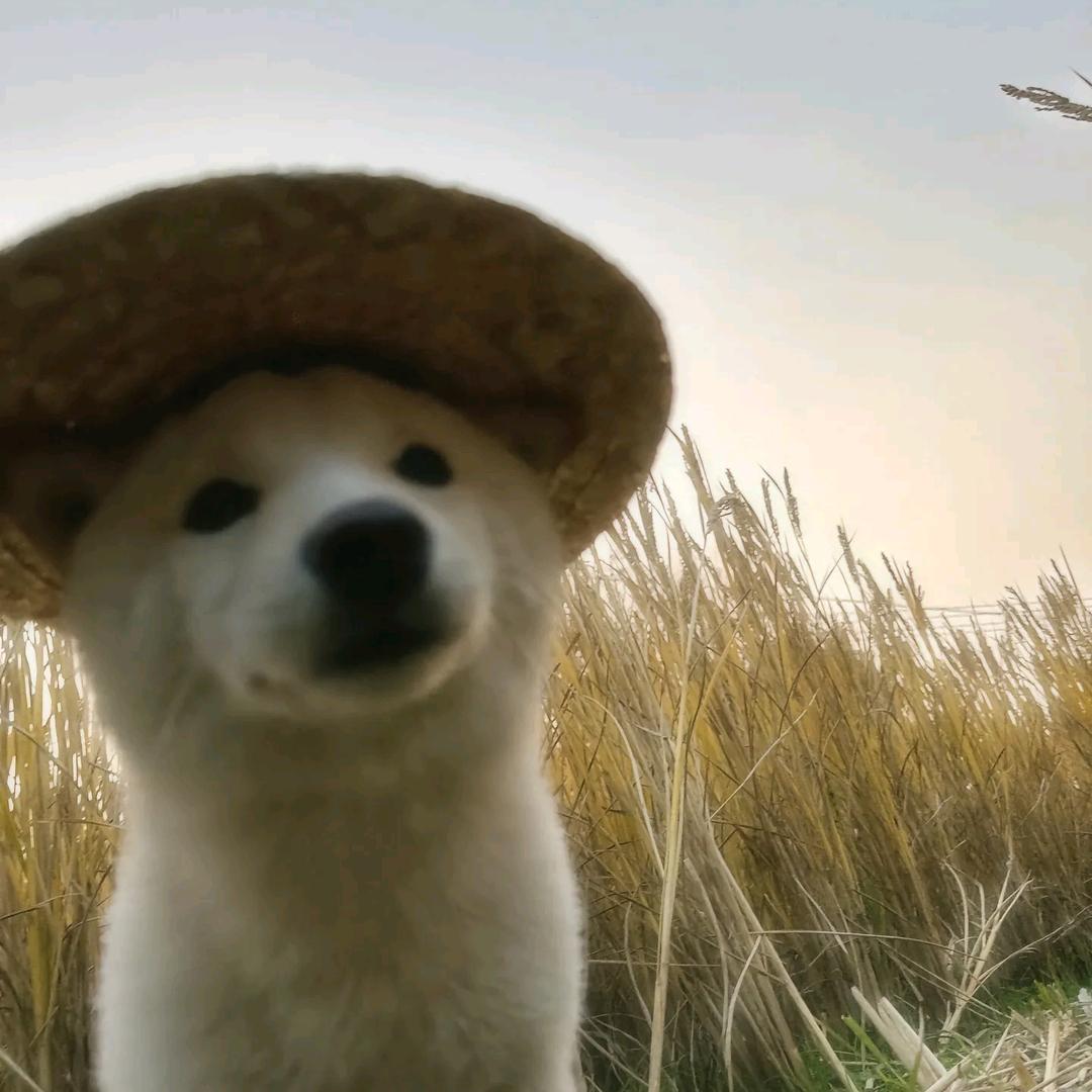 bababoi
