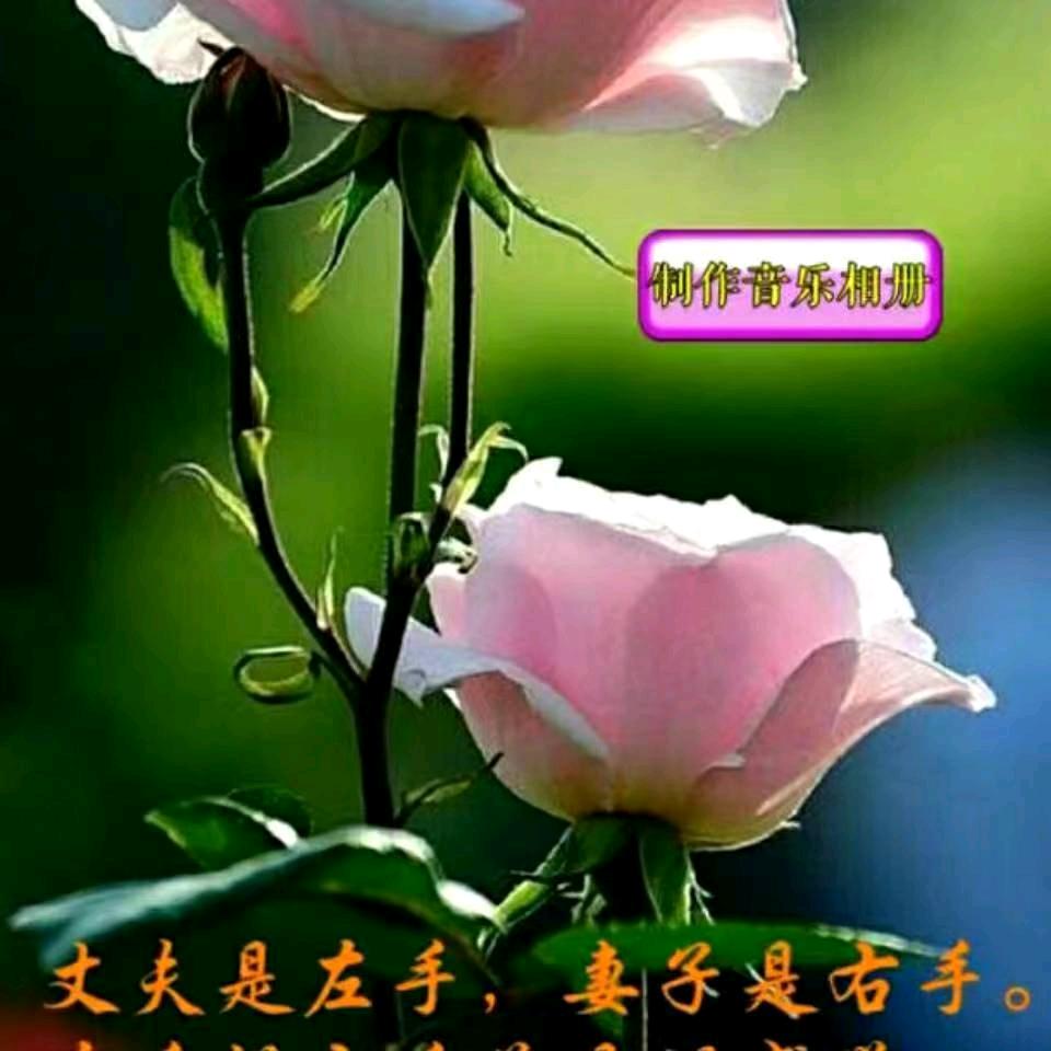 雪花飘飘