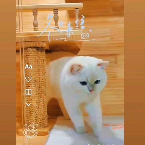 曾经约定（大叔猫舍）