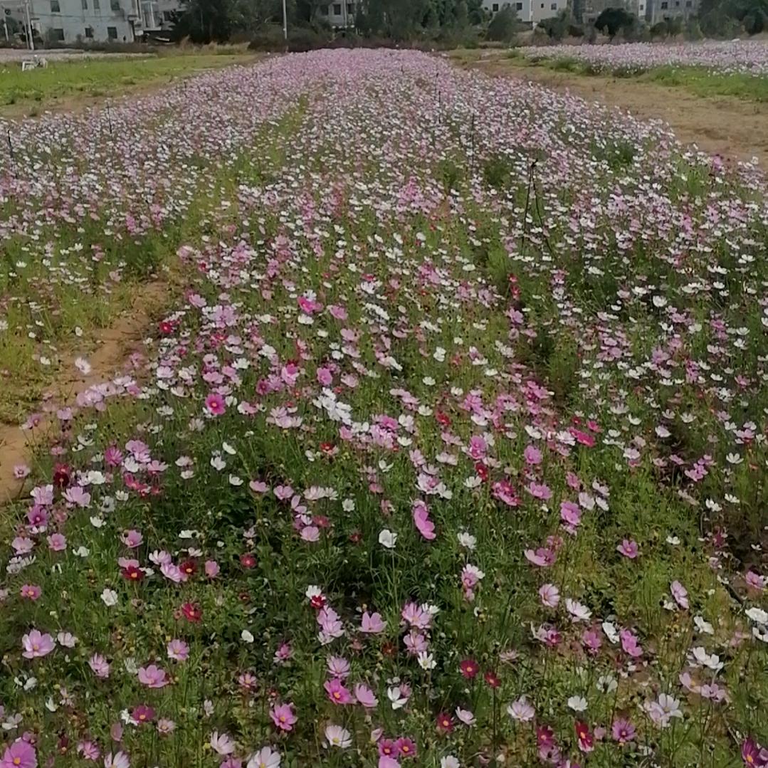 命里有时终须有，命里无时莫强求。