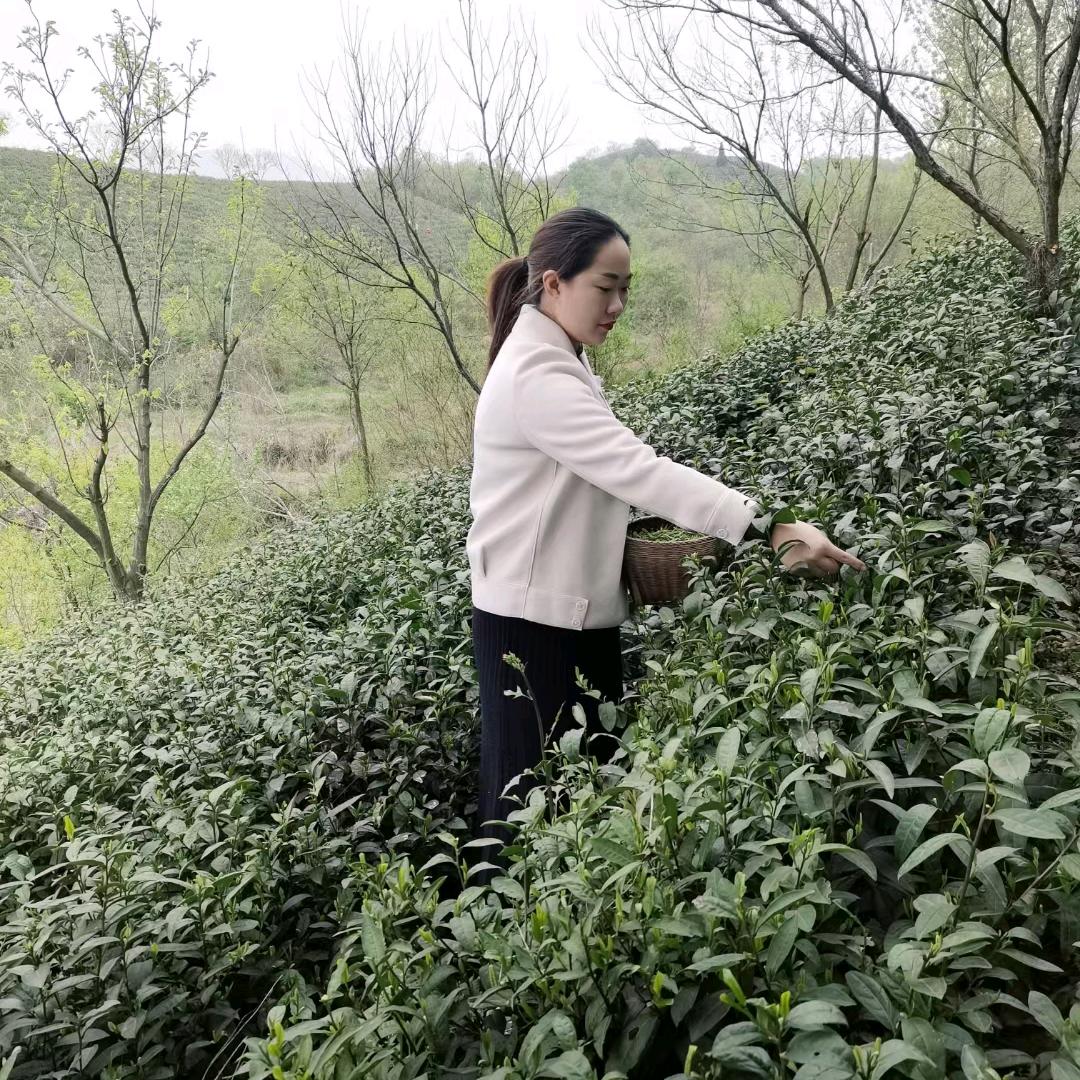 信阳豫月古茗茶叶店