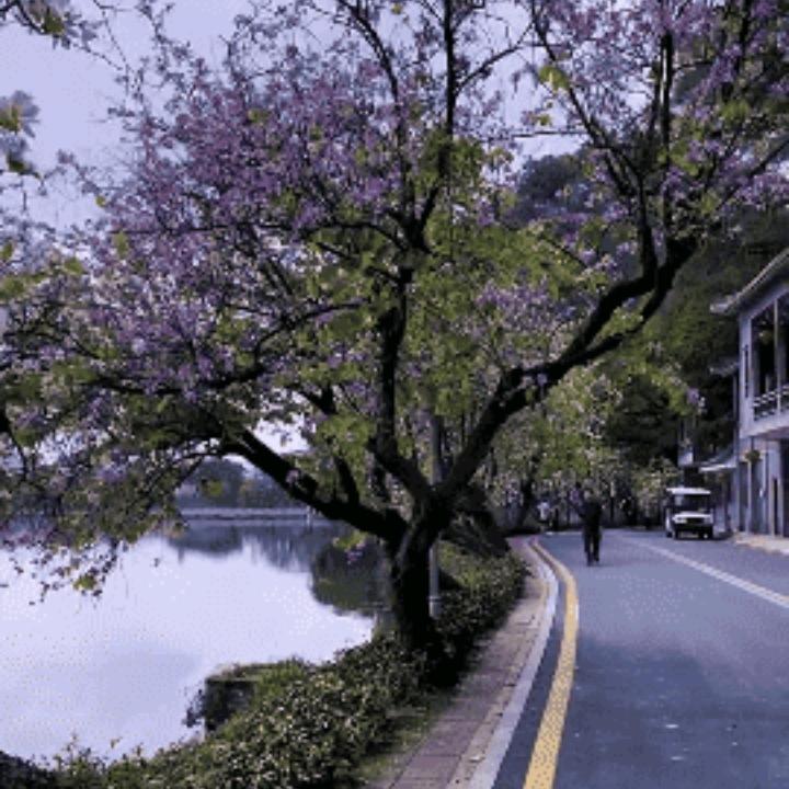 🌸🌺🌹
