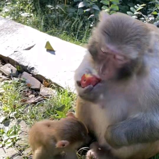 🐵🐵🐵子