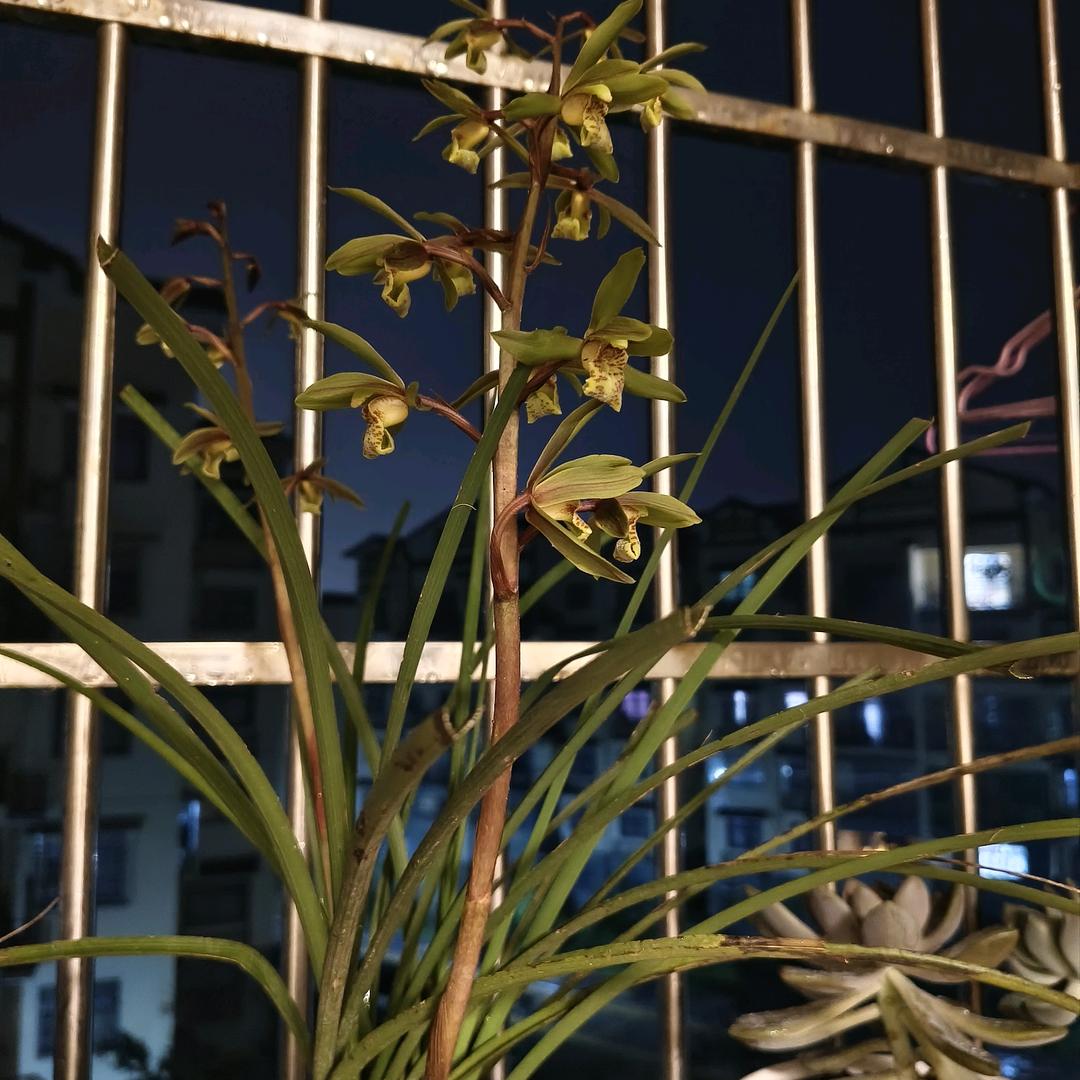 “姚”妹烧烤