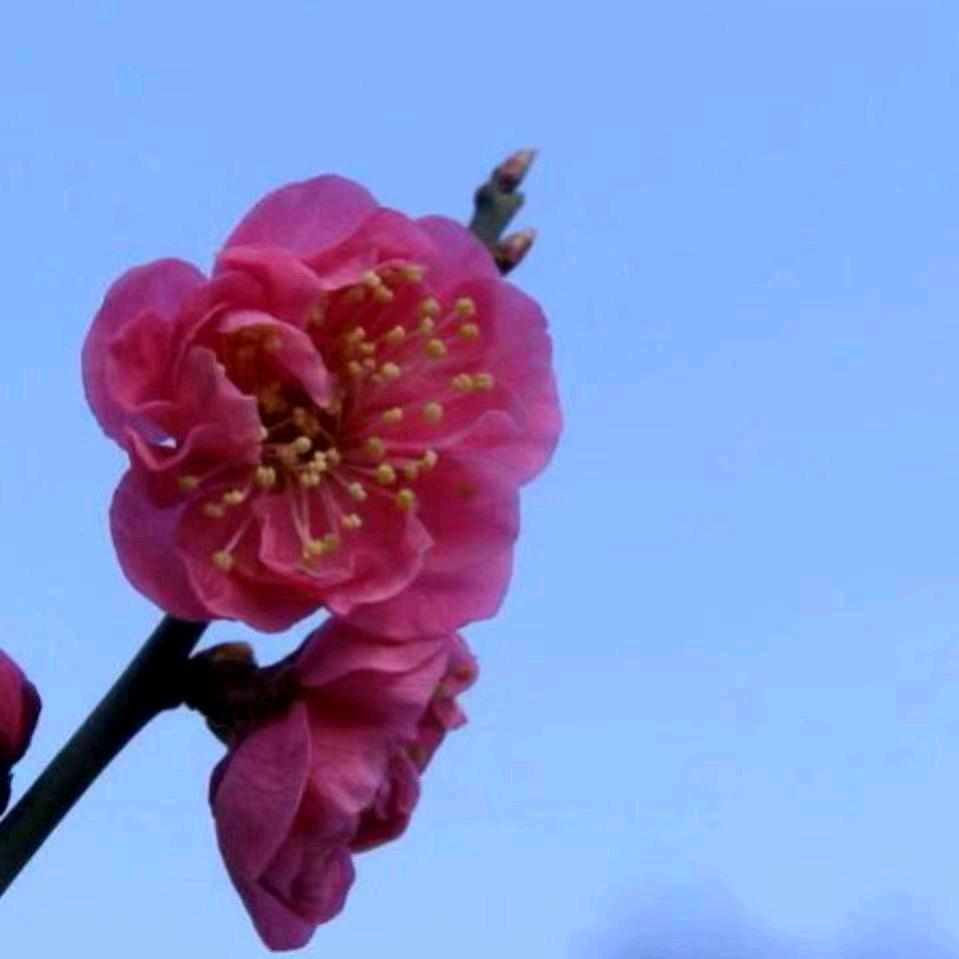 幸福人生