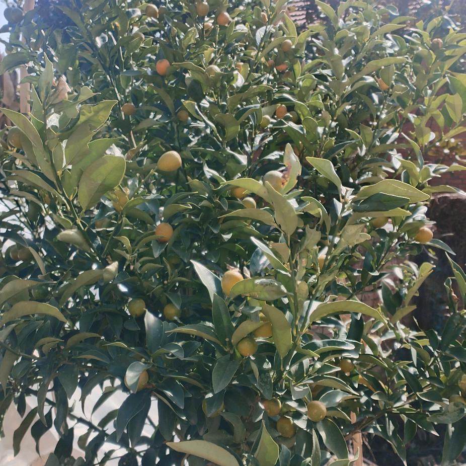 随缘