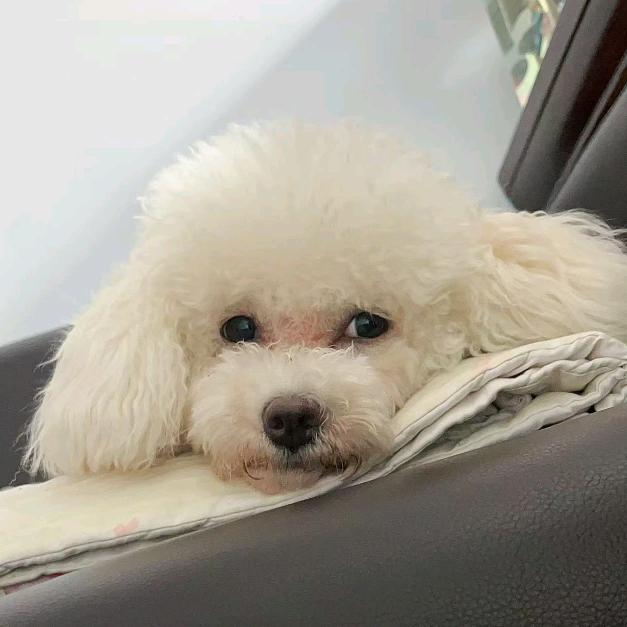 小比熊短剧