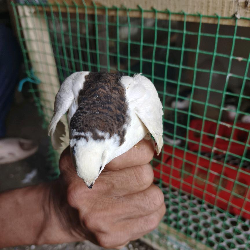 芦丁鸡阿南（观赏鸡养殖）