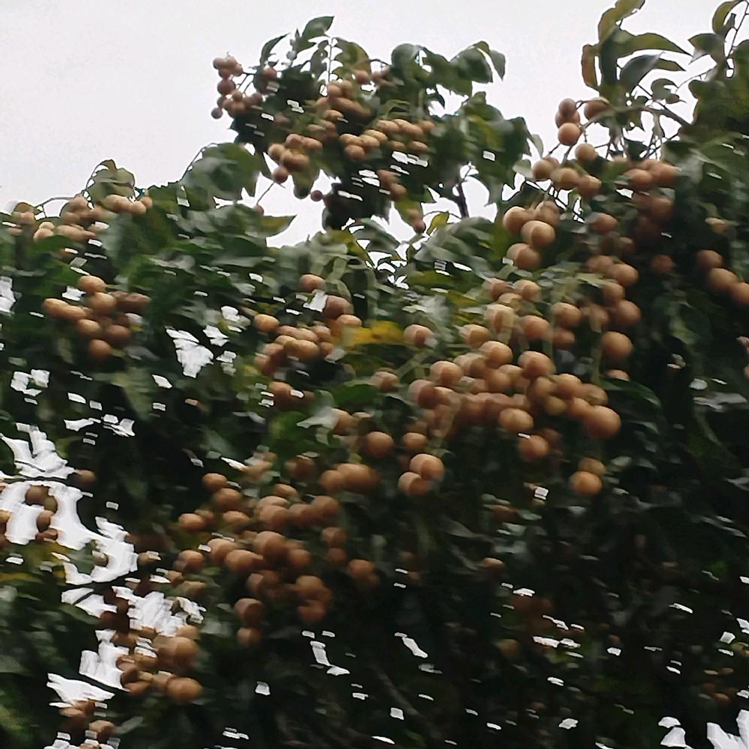 丢出去