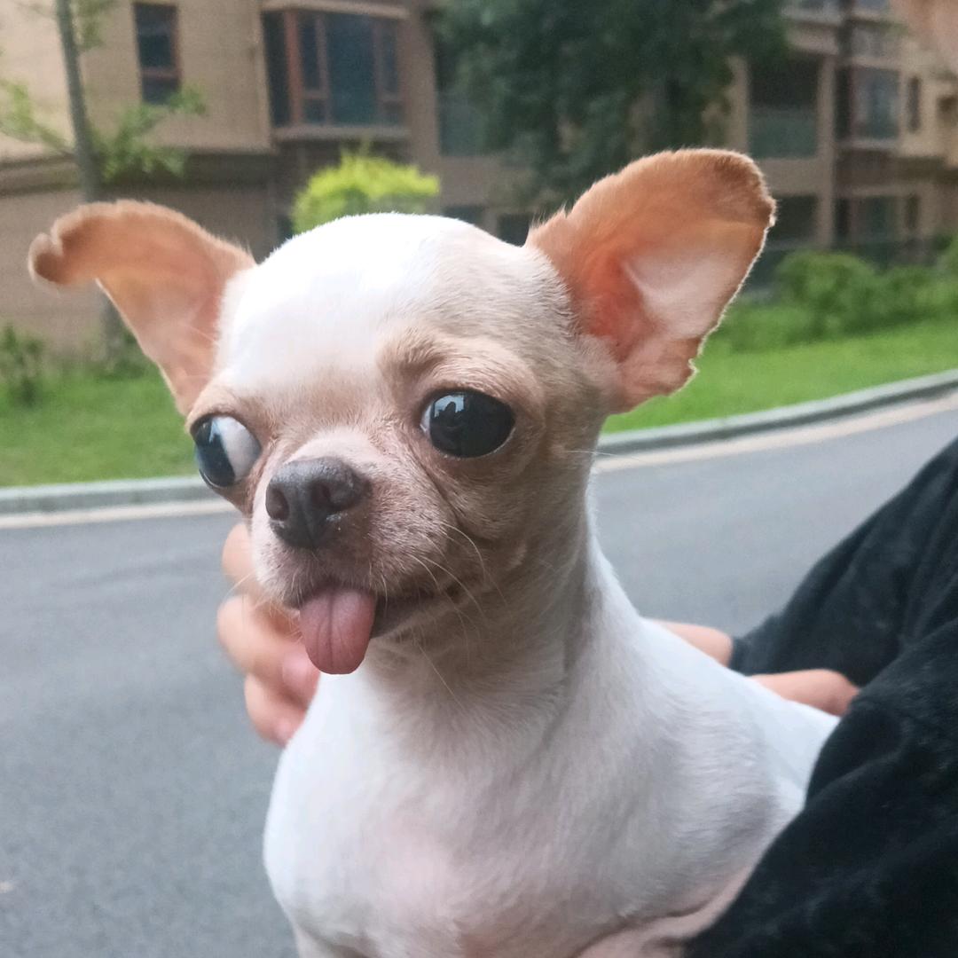 大羽雨鱼