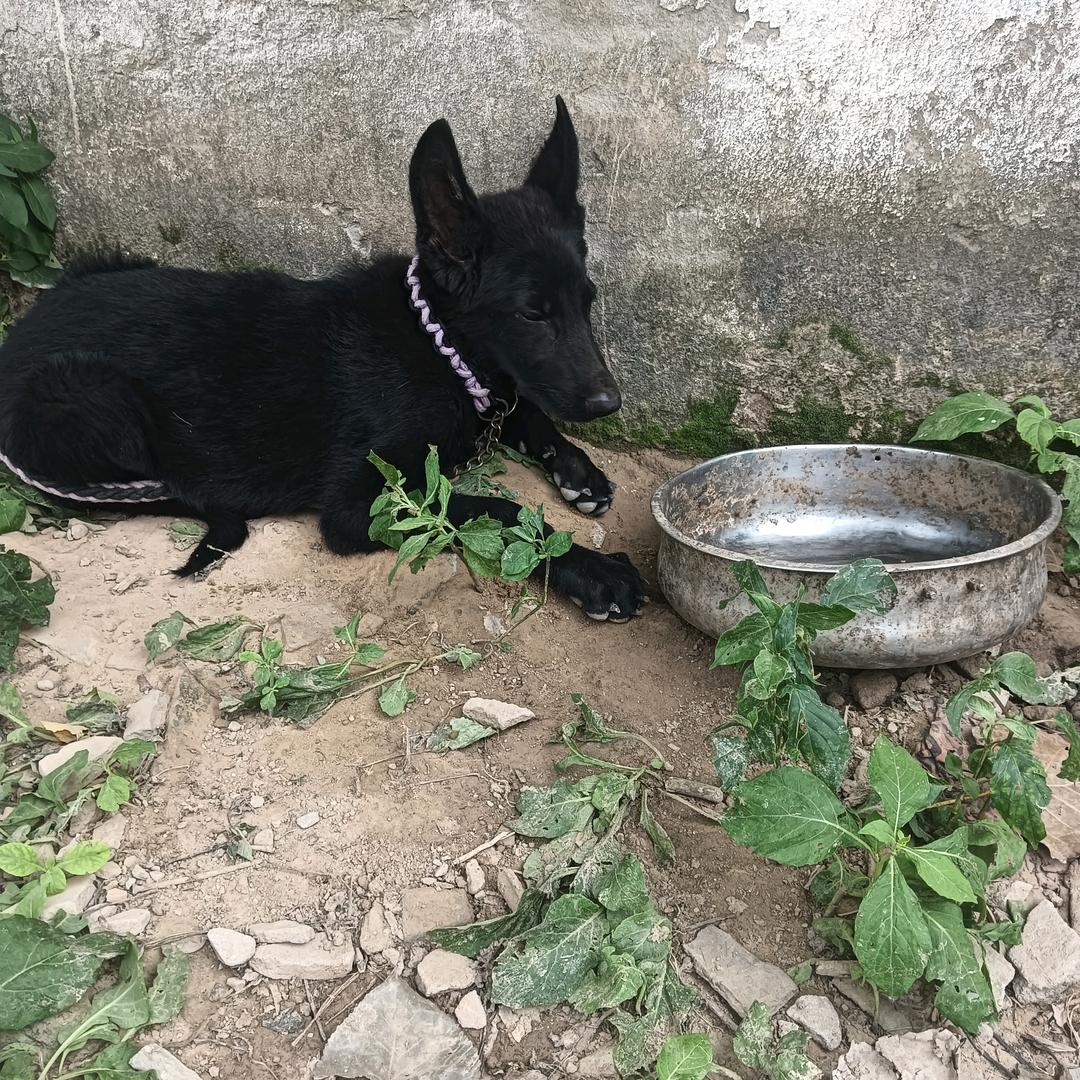 后屯豫民犬舍，斗鸡