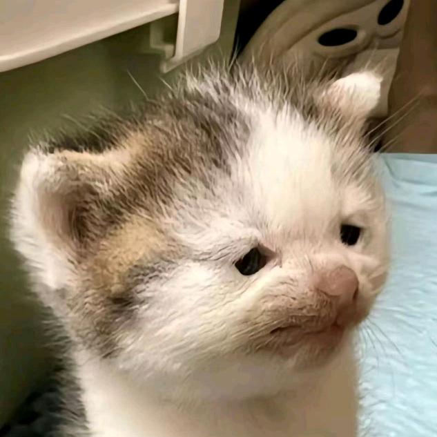 Online 爱吃金不换