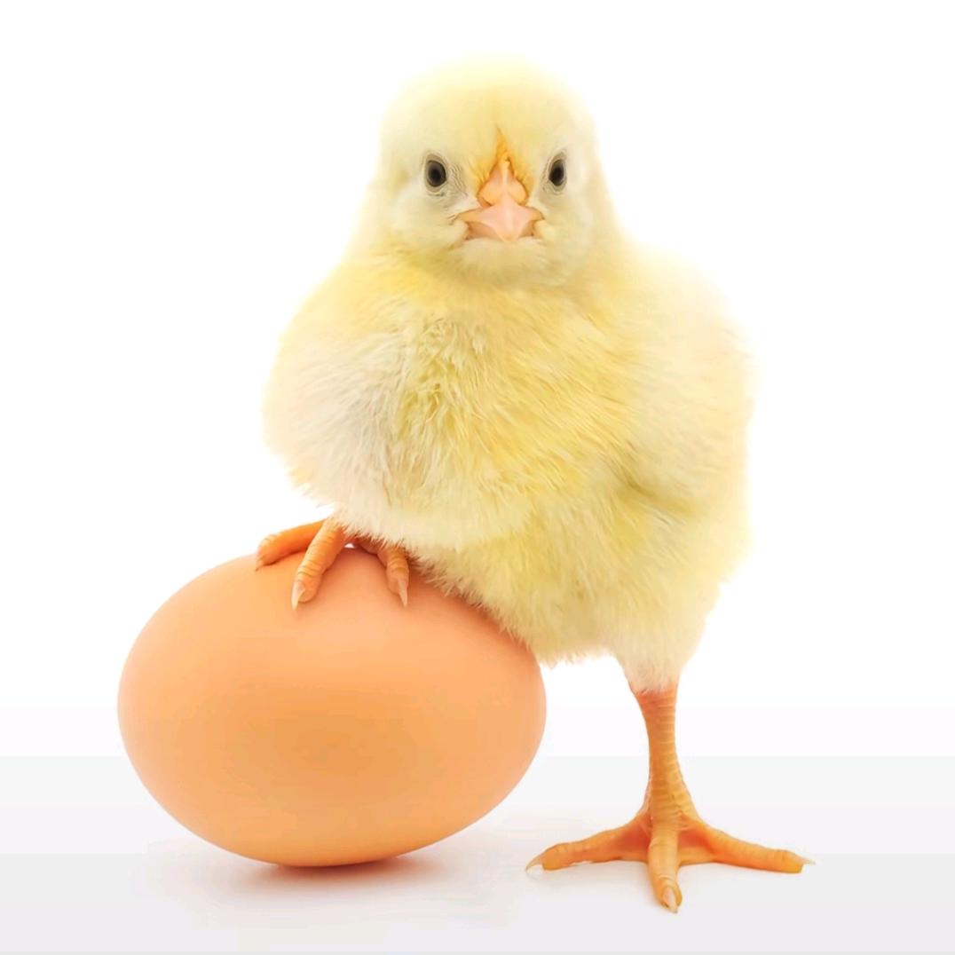 🌈💐🐥
