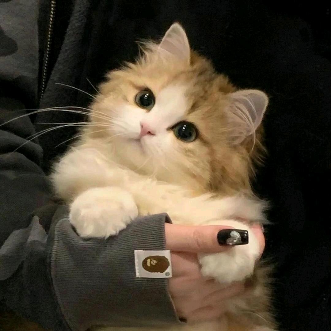 肉卷金针菇+脆皮猪脚泡螺蛳粉