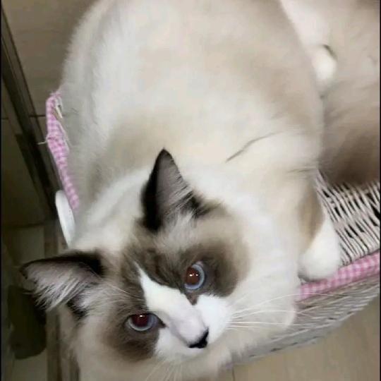 臣要揭发熹贵妃不忠…