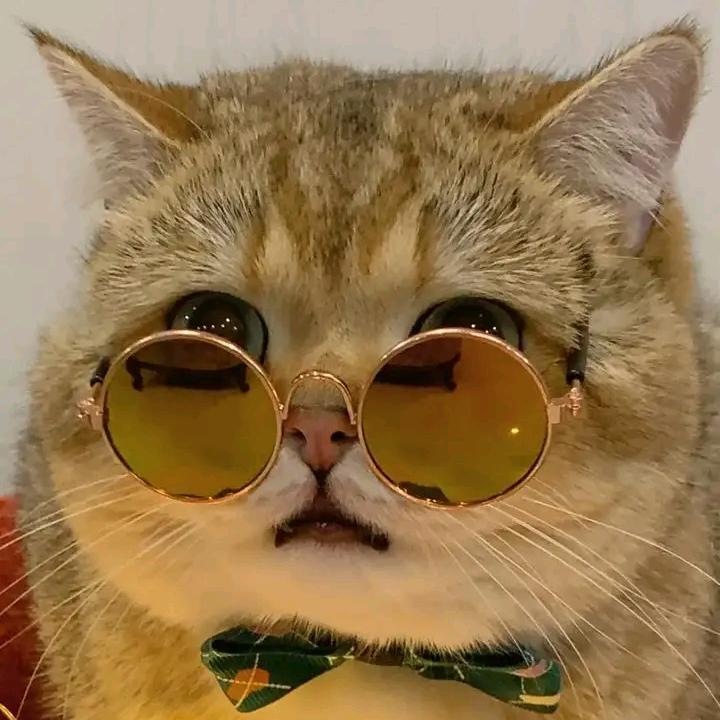 阿橙橙猫舍