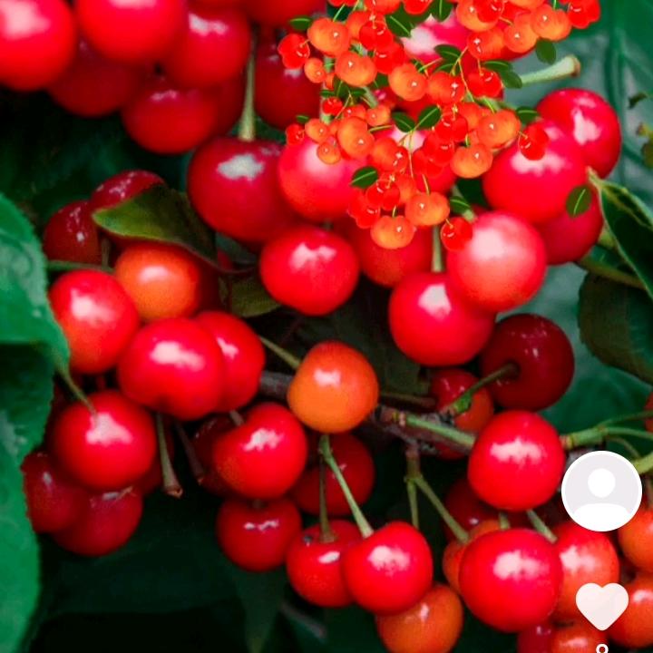 心想事成，万事如意