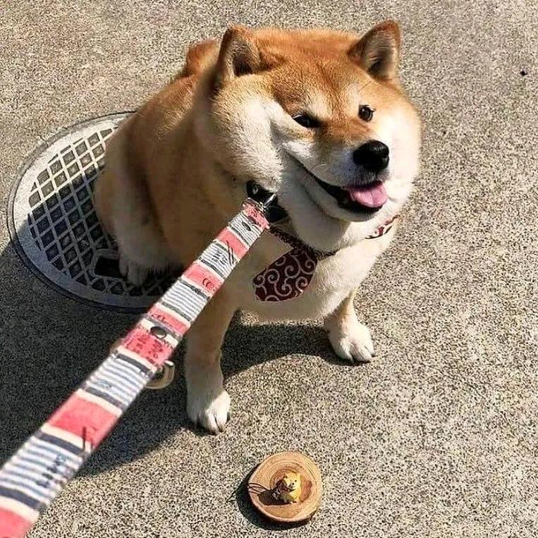 初心使者布兰度Brando