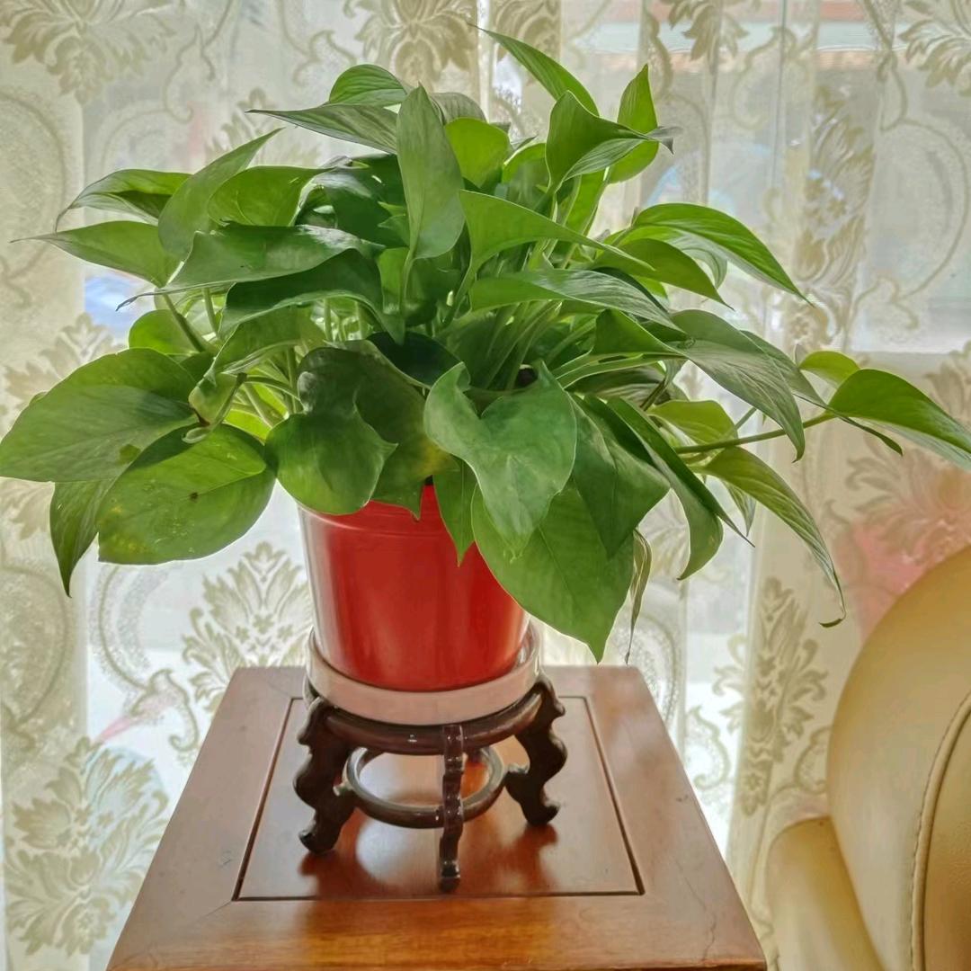 小小格格