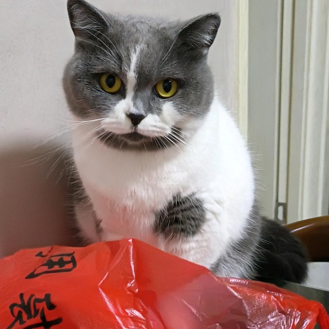 枫叶飘零