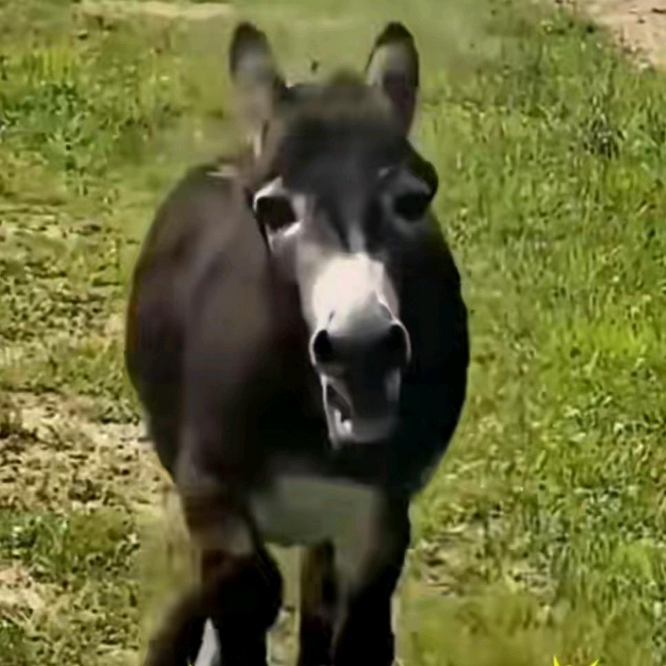 修行千年的风油精