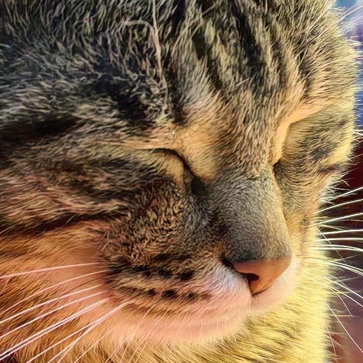 董小虎