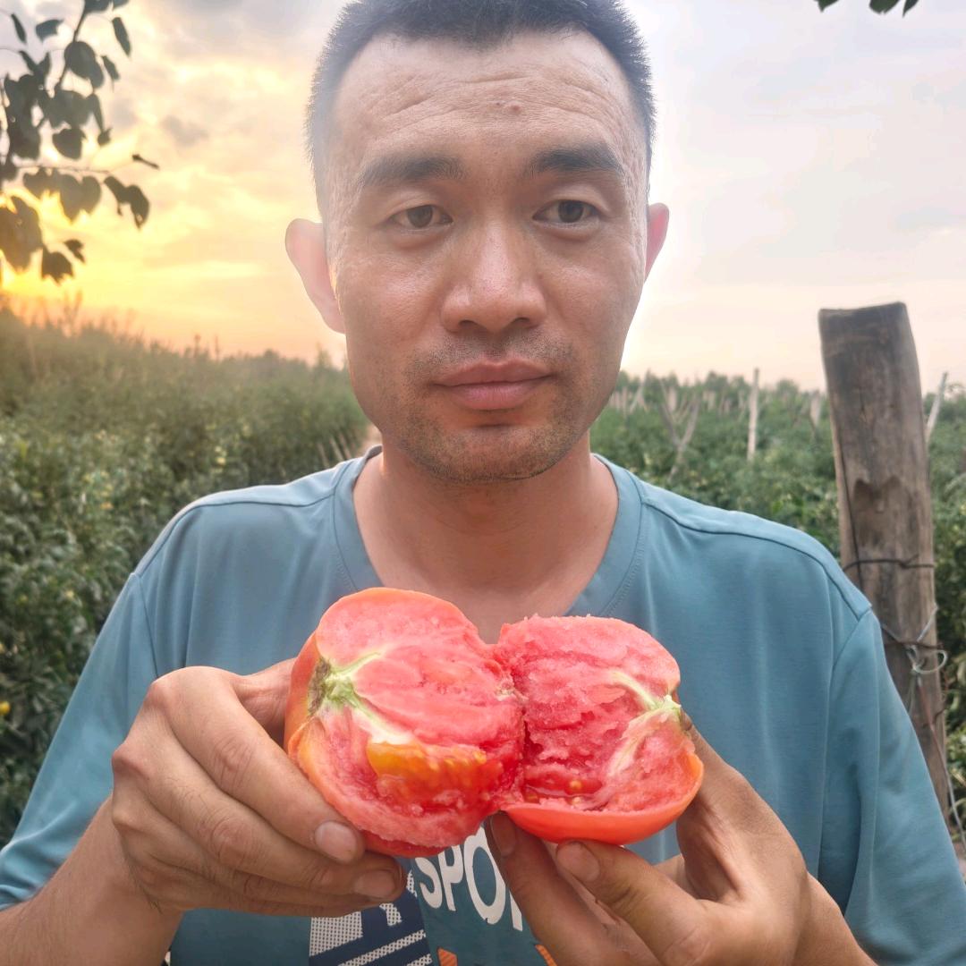 金昌薄皮西红柿小张哥