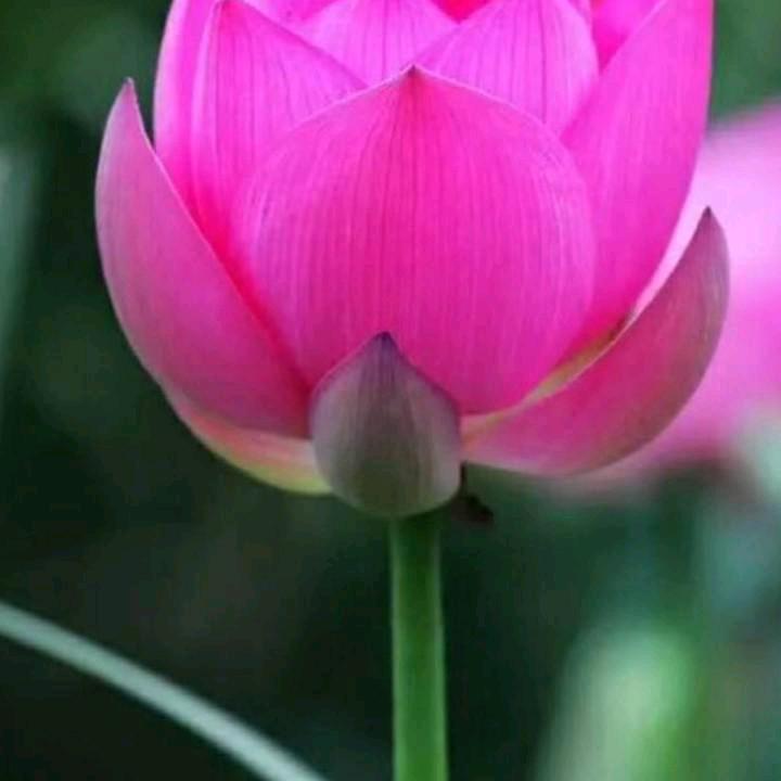 🐉龙凤吉祥🐍