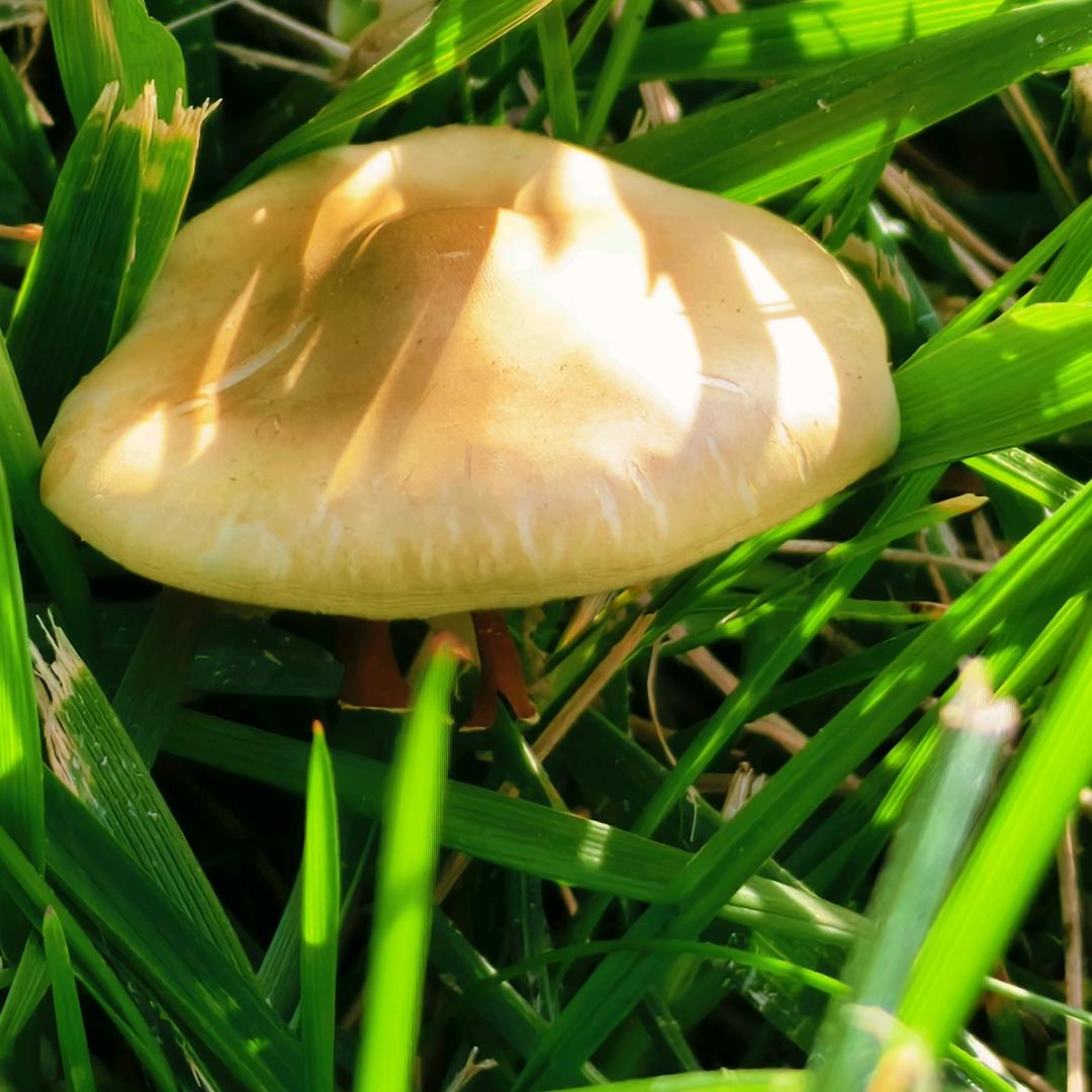 吃个馍馍