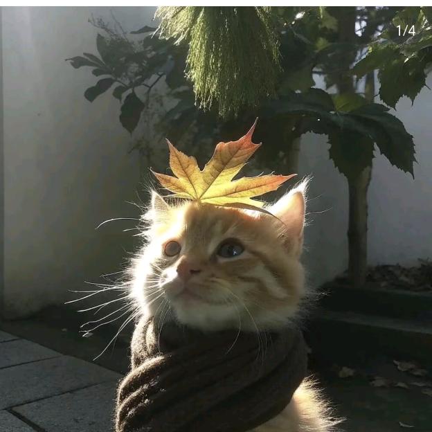 夭夭
