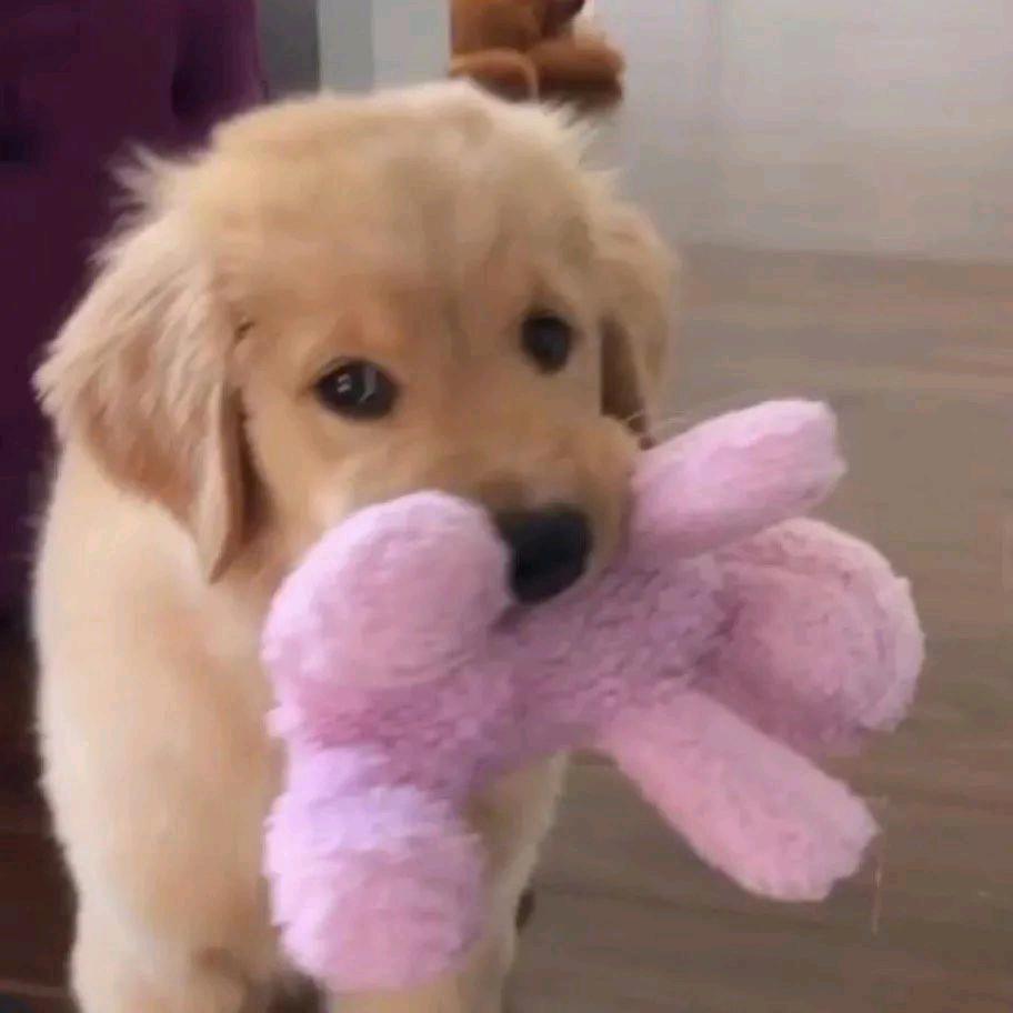 橘子罐头鸡蛋羹