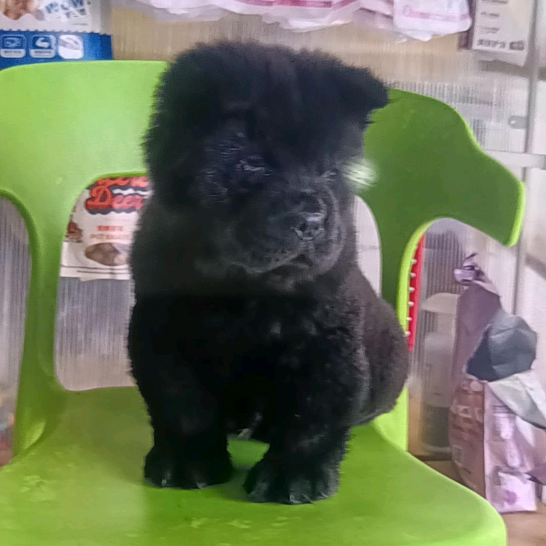 徐州玉龙湖五黑犬繁殖基地