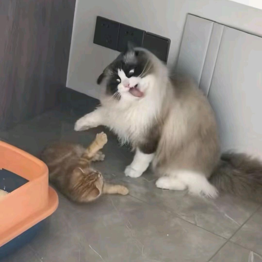 搂猫睡觉的鱼