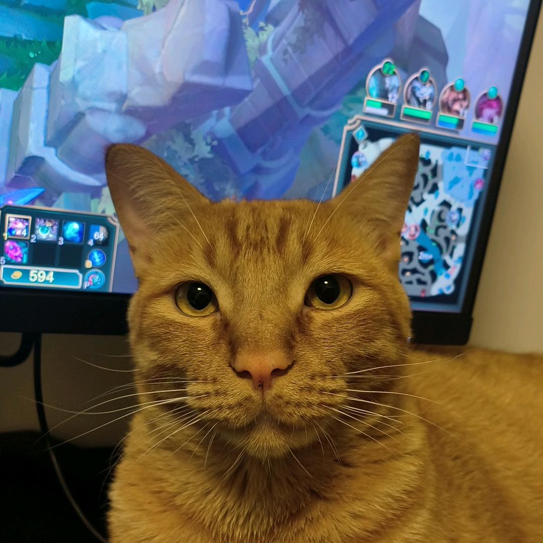 张大宝🐱