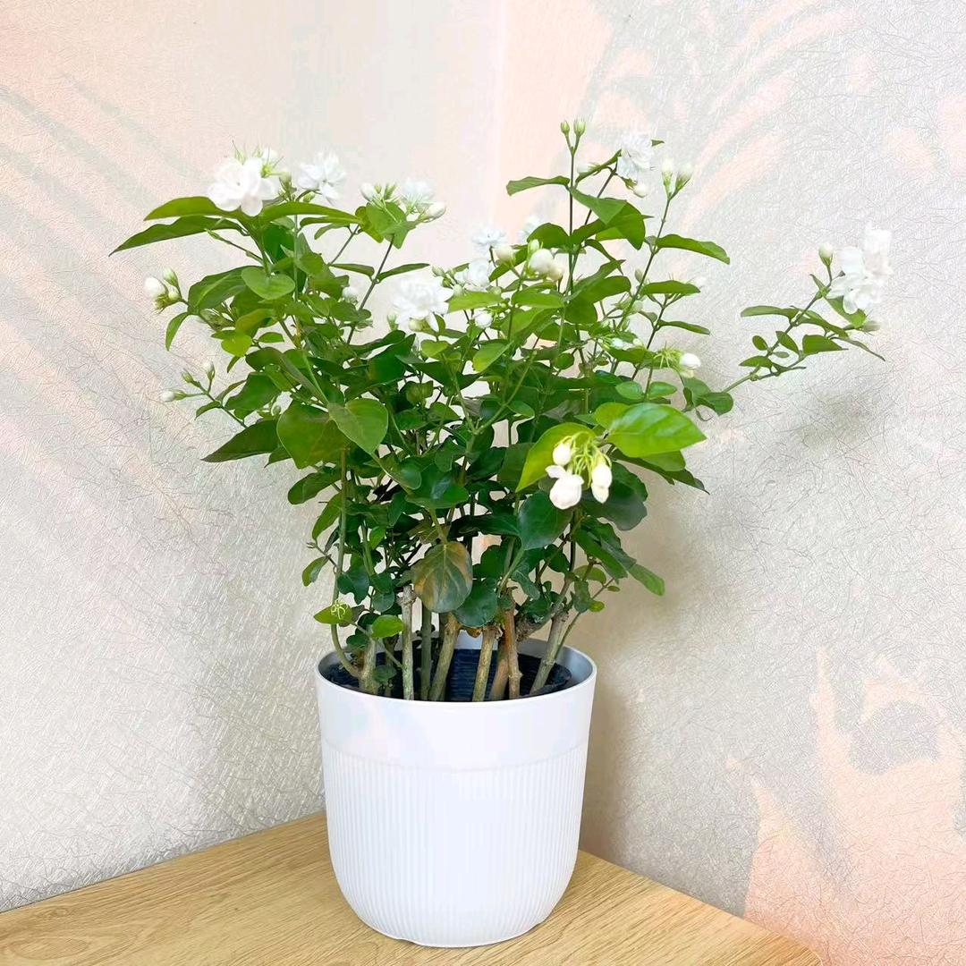 满庭花舍（茉莉花盆栽）