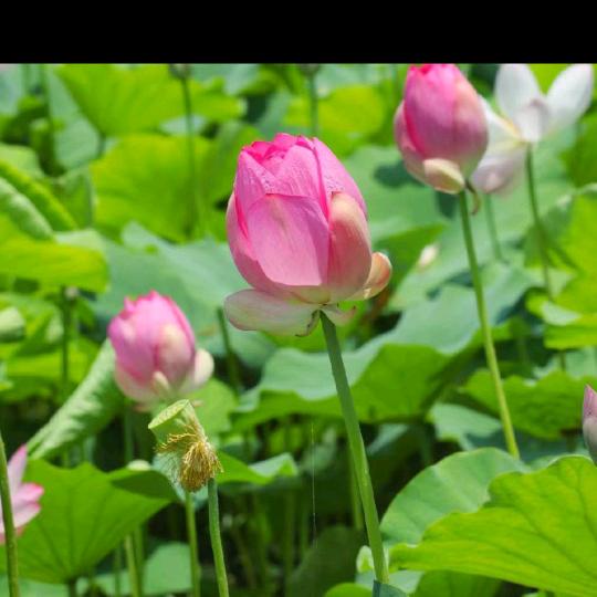 洪湖莲藕