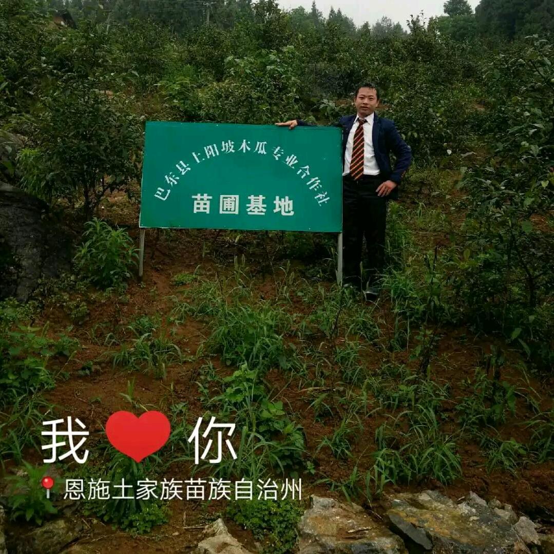 招财恩施猫